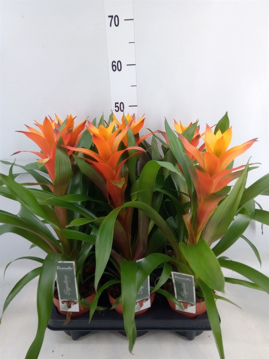 <h4>Guzmania  'Variada'</h4>