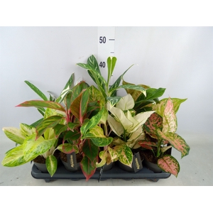 Aglaonema   ...