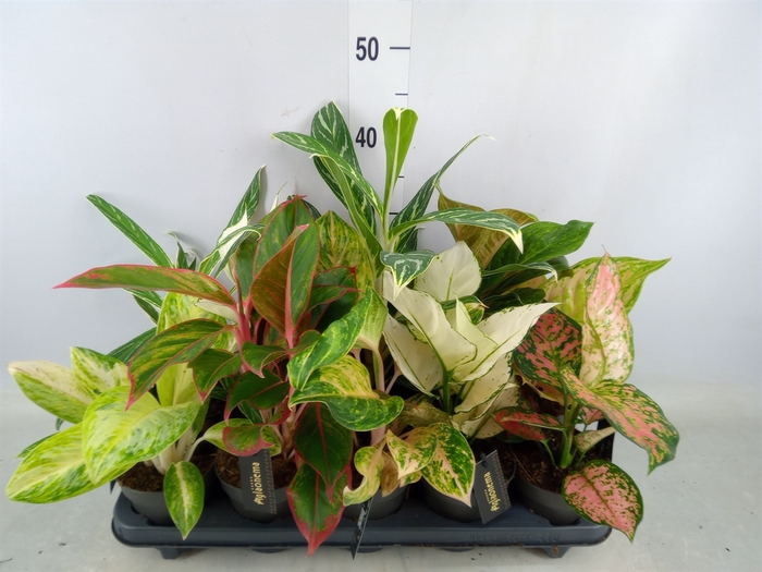 <h4>Aglaonema   ...</h4>