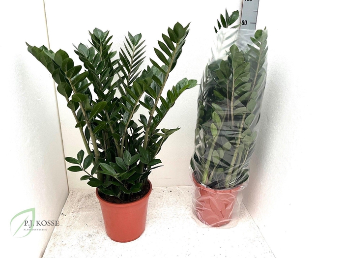 <h4>ZAMIO ZAMIIFOLIA</h4>