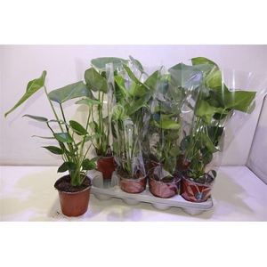 arr8 Monstera Deliciosa