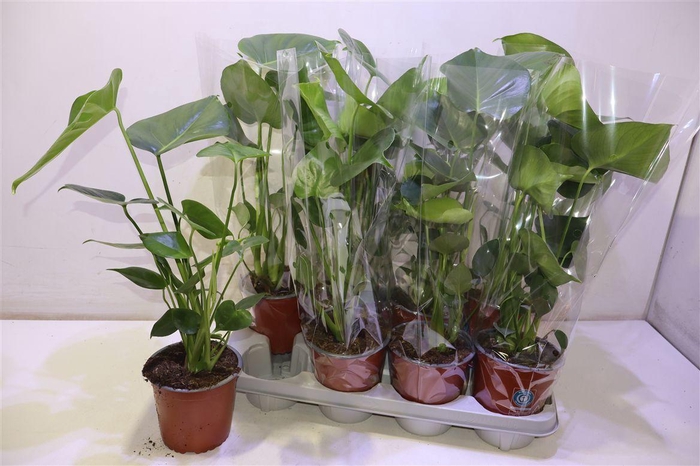<h4>arr8 Monstera Deliciosa</h4>