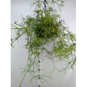 Rhipsalis   ...