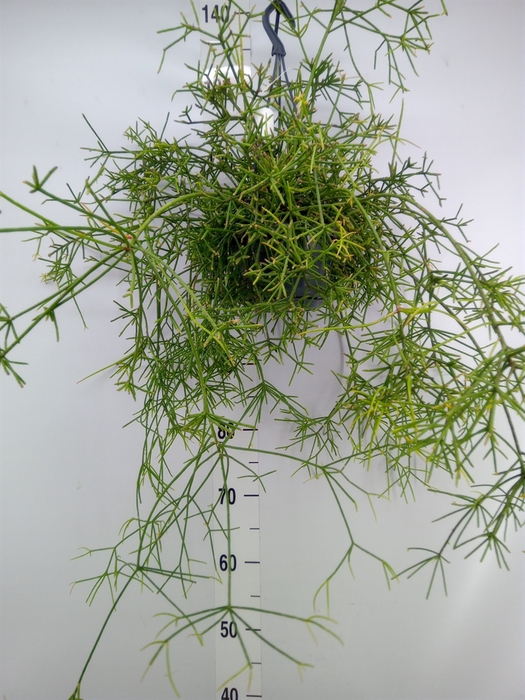 <h4>Rhipsalis   ...</h4>