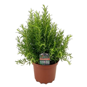 Rosmarinus officinalis