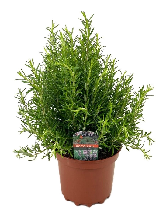 <h4>Rosmarinus officinalis</h4>