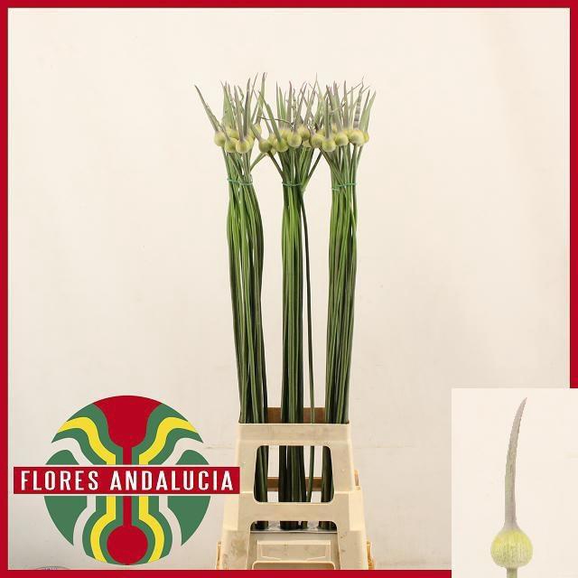 <h4>ALLIUM CEPA JUDITH</h4>