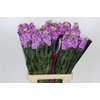 Matthiola Iron Pink