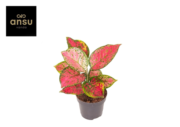 <h4>Aglaonema Crimson Love A2</h4>