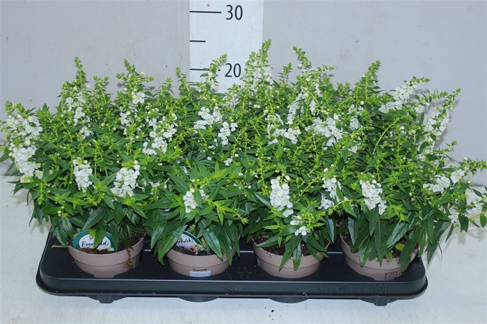 <h4>Angelonia Se White</h4>