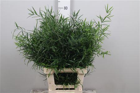 <h4>Asp Falcatus</h4>