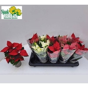 POINSETTIA MIDI MIX P10.5