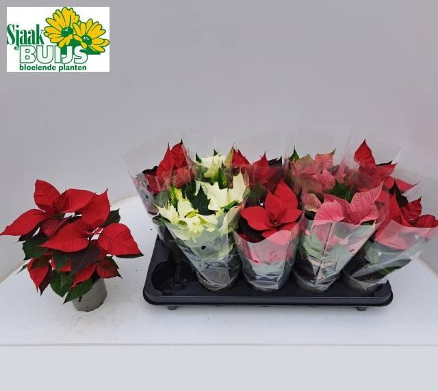 <h4>POINSETTIA MIDI MIX P10.5</h4>