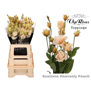 Eust G Alissa Heavenly Peach