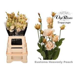 Vip. Eust G Alissa Heavenly Peach