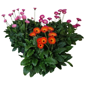Gerbera Garvinea 32cm 7bl Carnaval 3 kleuren in 1 pot