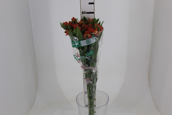 <h4>ALSTROEMERIA TROPICANA 080 CM</h4>