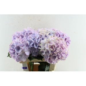 Hydr M My Primavera Lavender