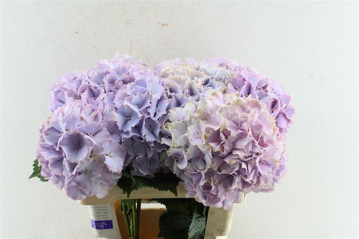 <h4>Hydr M My Primavera Lavender</h4>