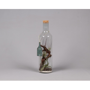 Green Bottle fles Jumbo met Tillandsia Air Plants