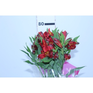 ALSTROEMERIA ANGELINA 080 CM