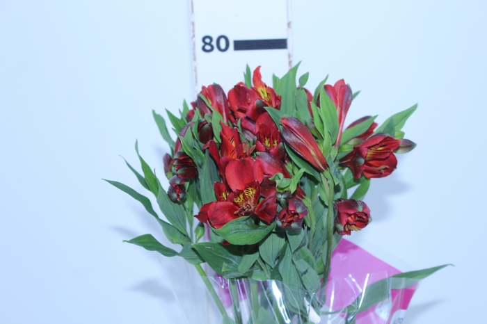 ALSTROEMERIA ANGELINA 080 CM
