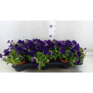 Petunia  'Sanguna Blue Picotee'