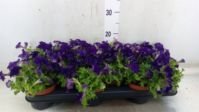 <h4>Petunia  'Sanguna Blue Picotee'</h4>