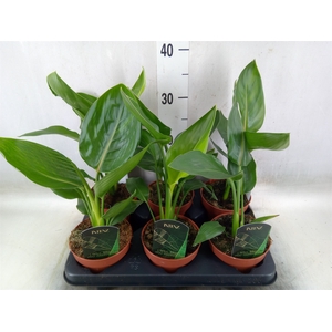Strelitzia reg.   ...no flowers