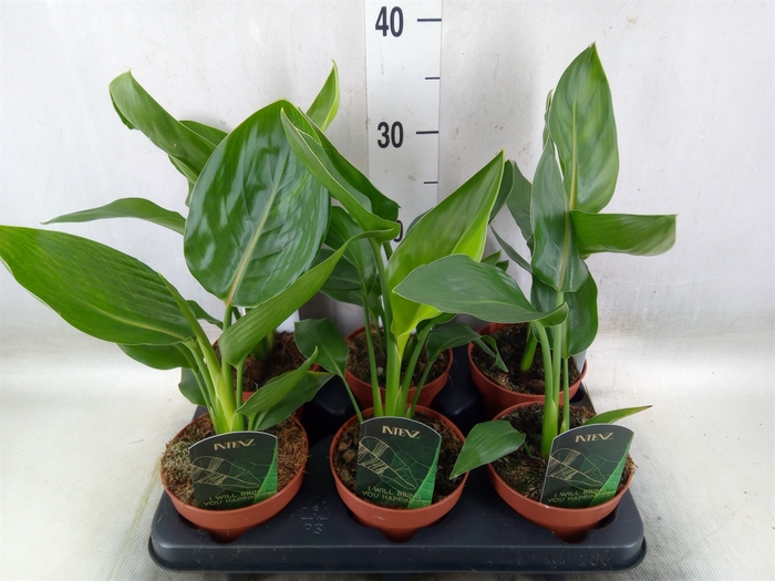 <h4>Strelitzia reg.   ...no flowers</h4>