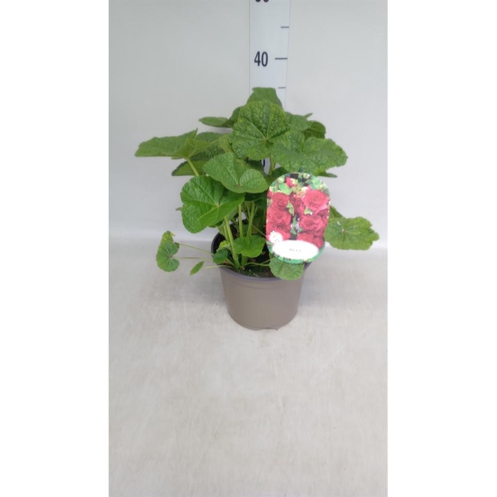 <h4>Alcea rosea 'Scarlett OHara'</h4>