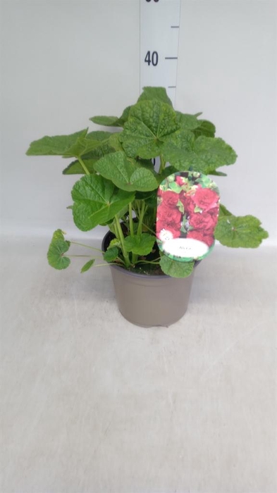 <h4>Alcea rosea 'Scarlett OHara'</h4>