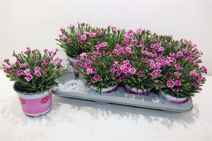 <h4>Dianthus Pink Kisses</h4>