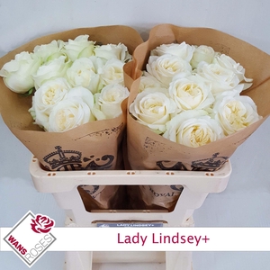 R GR LADY LINDSEY+