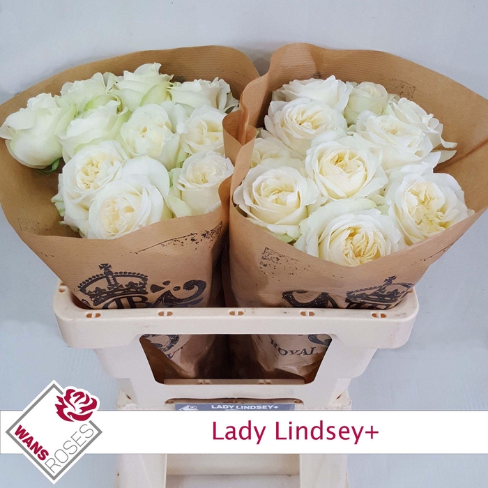 <h4>R GR LADY LINDSEY+</h4>