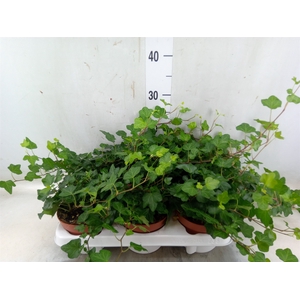 Hedera helix 'Wonder'