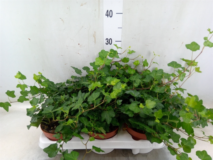 <h4>Hedera helix 'Wonder'</h4>
