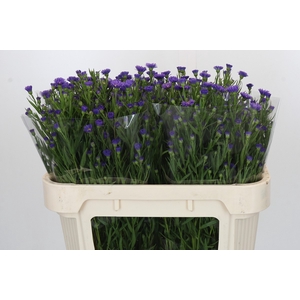 Aster Casamare