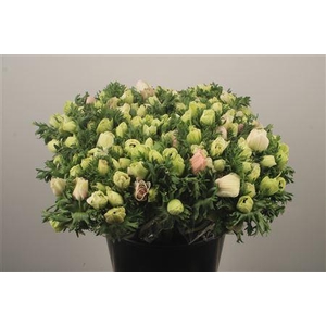 Anemone Fr. Panda White