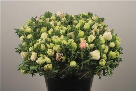 <h4>Anemone Fr. Panda White</h4>