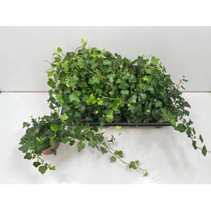 Hedera helix Wonder 13Ø 40cm