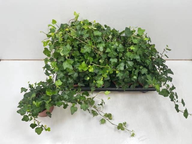 Hedera helix Wonder 13Ø 40cm