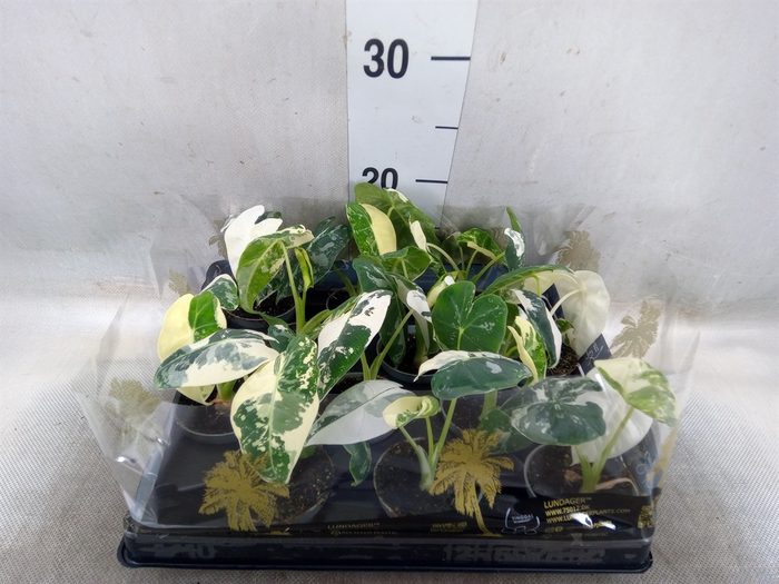 <h4>Alocasia   ...</h4>
