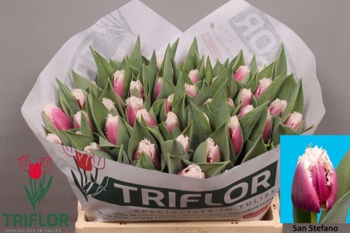 <h4>Tulipa fr san stefano</h4>
