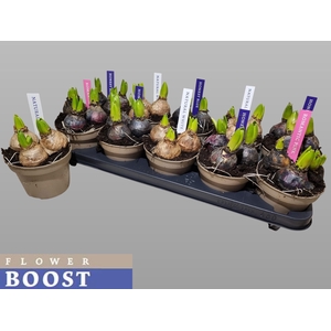 HYACIN PEAR GEM 4 KL