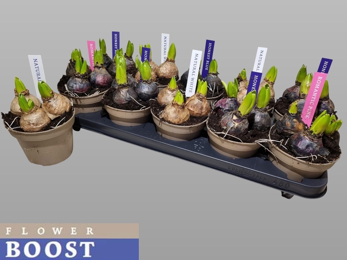 <h4>HYACIN PEAR GEM 4 KL</h4>