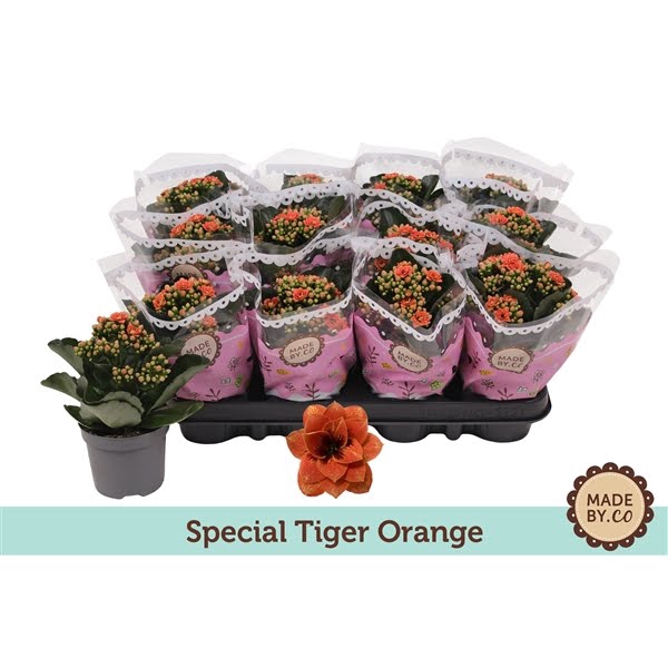 <h4>Kalanchoë Special Tiger Orange</h4>