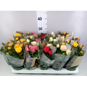 Rosa 'Kordana Grande' ...mix