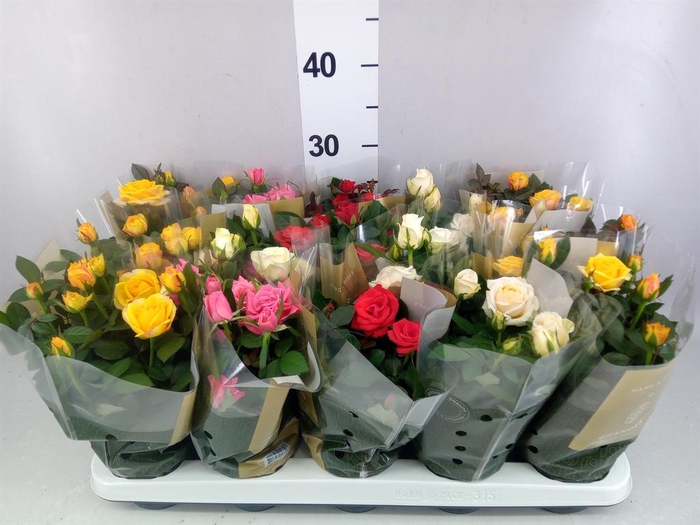<h4>Rosa  'Kordana Grande'   ...mix</h4>