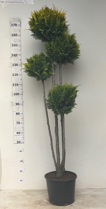 <h4>CHAM L STARDUST</h4>